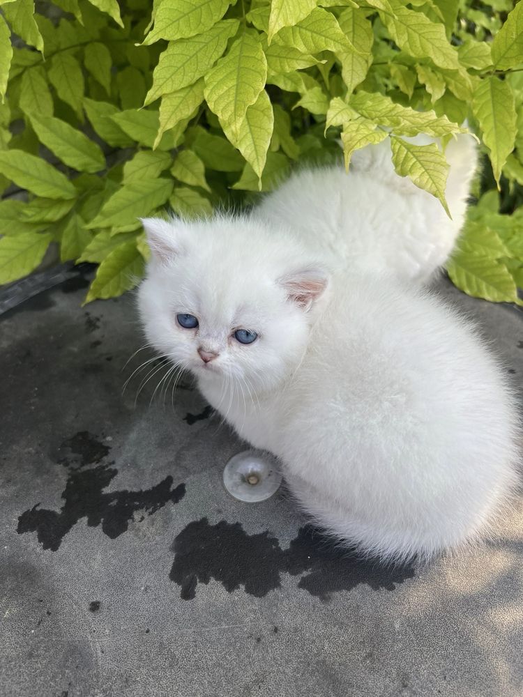 Pisicute britsh shorthair cauta stapan