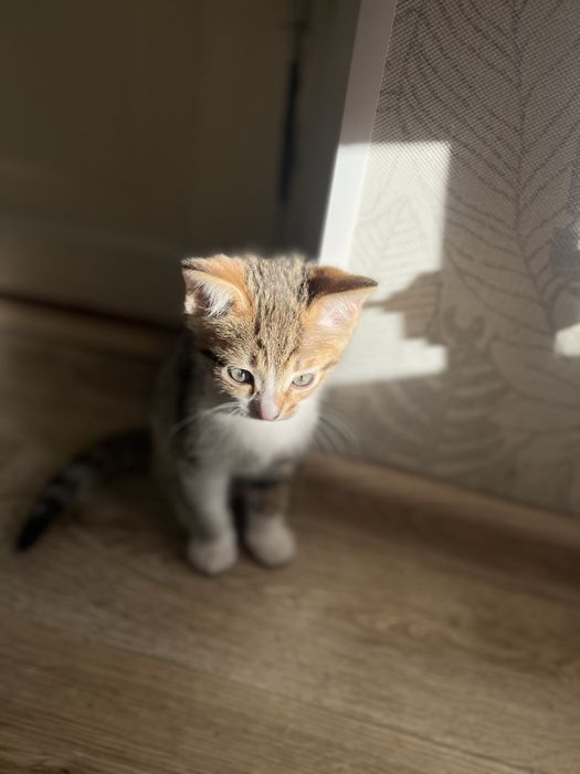 Котенок бесплатно