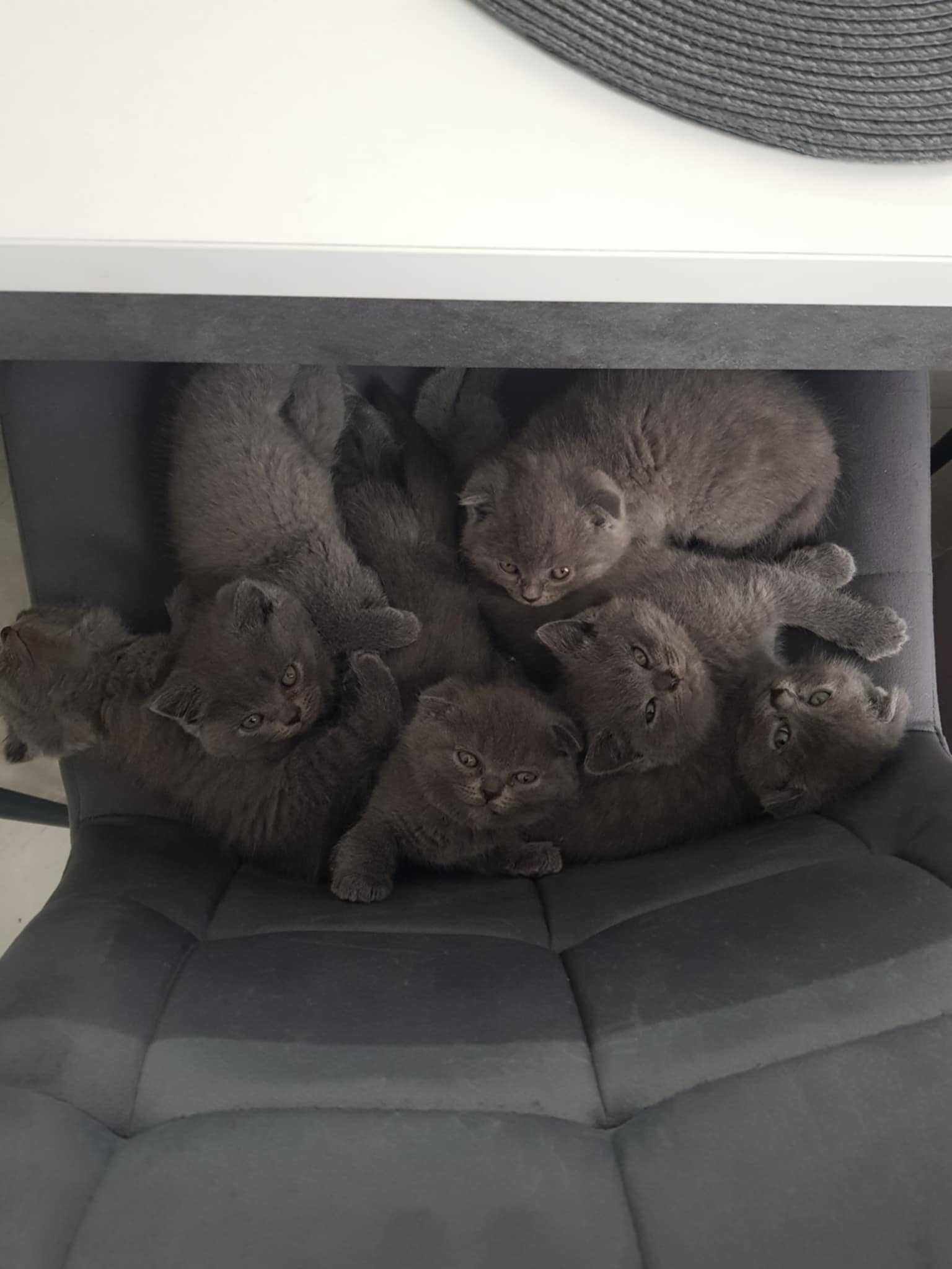 Шотландски клепоухи и правоухи котенца