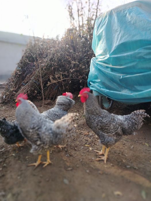 AMROKS xorozlar sotiladi