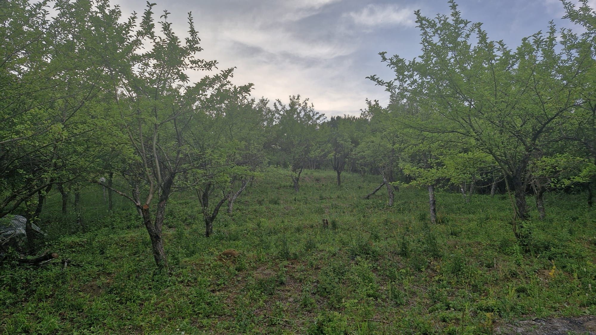 De vanzare teren intravilan 2500 mp în Viisoara