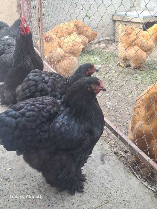 Oua pentru incubat conchinchina urias negru galben si bobat.