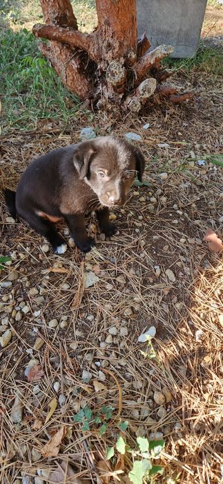 Donez cățeluși talie medie