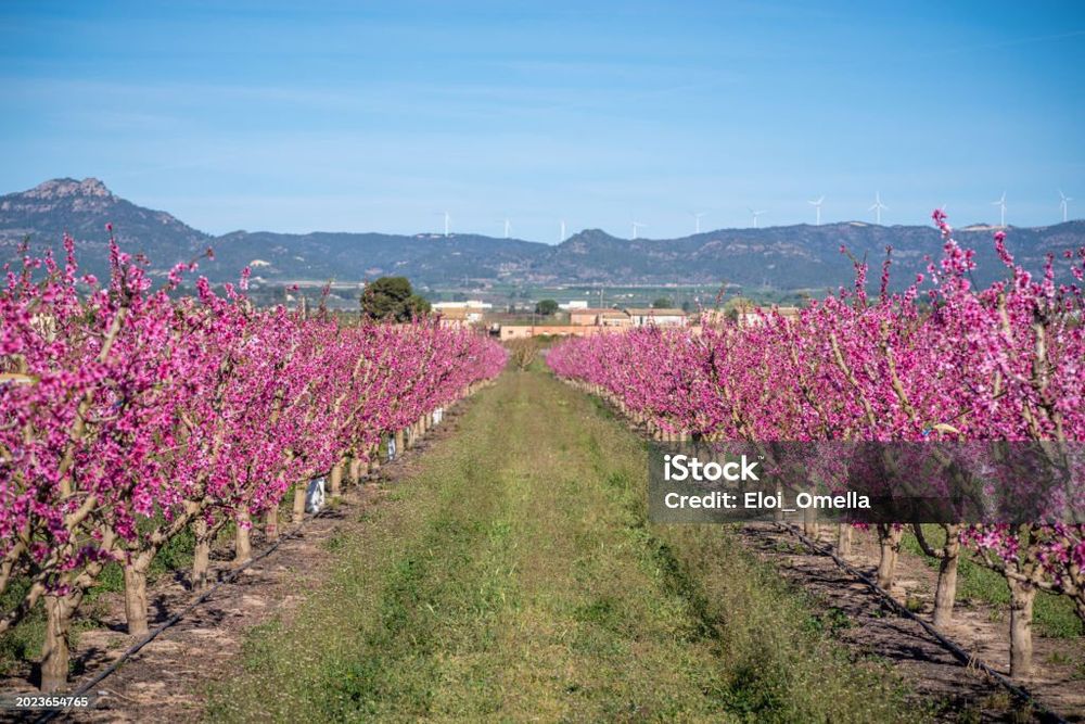 Pomi fructiferi deosebiți  soiuri de mugdal