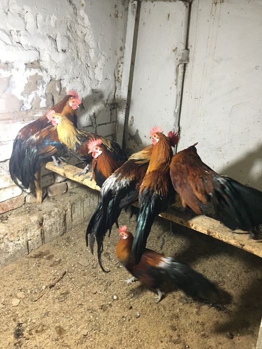 Феникс хорозлари