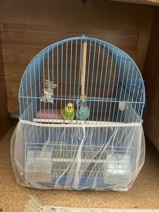Продам 2 волныстых попугаев с клеткои