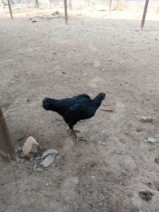 Dakan tovuq onasi bedana par tovuqdan chiqan