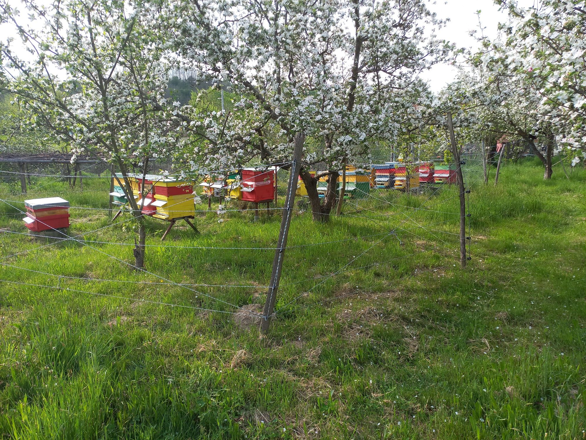 Vând miere polifloră