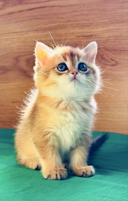 Золотая шиншилла