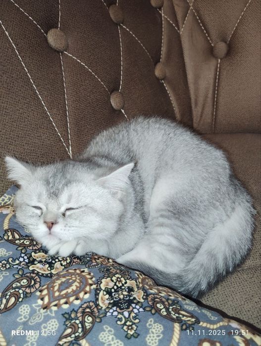 Продается британка. Серебро шиншилла. Мурчалка.