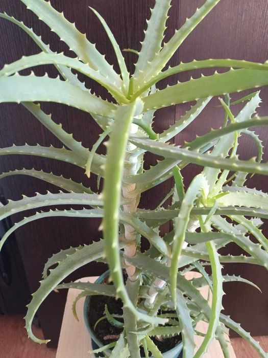 Продам алое, лечебное растение 3 летнее