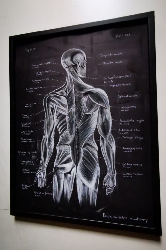 Tablou Anatomia mușchi spate
