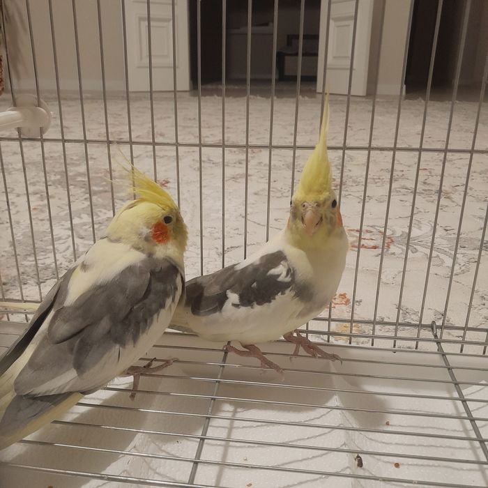 Попугай Продойтс