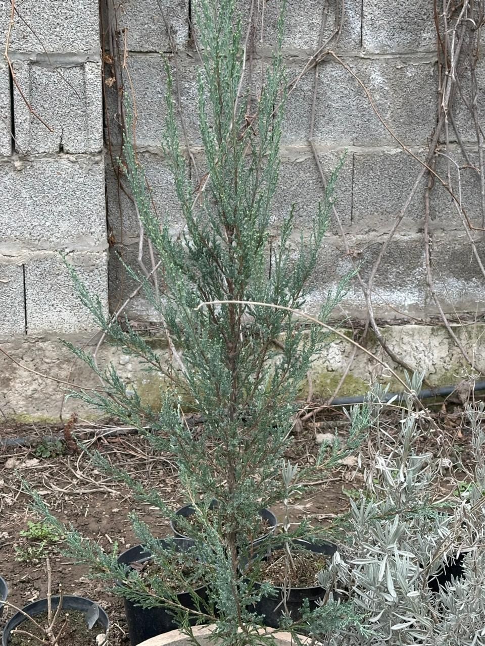 Продается можжевельник
