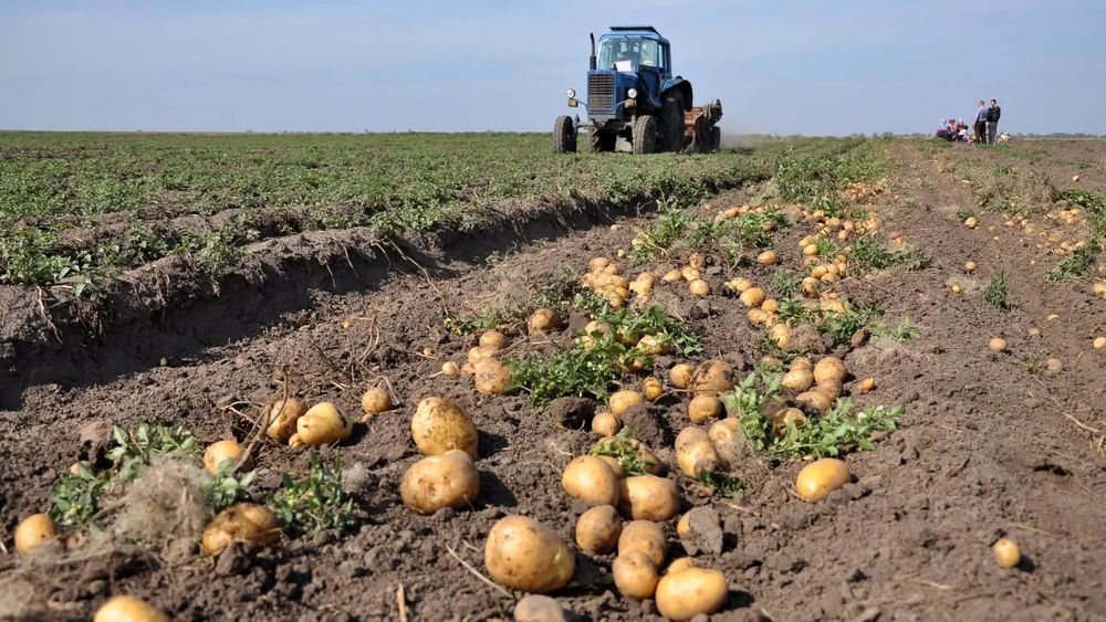 Продам картофель едавой свежий урожай