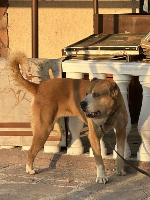 Сильный молодой кобель