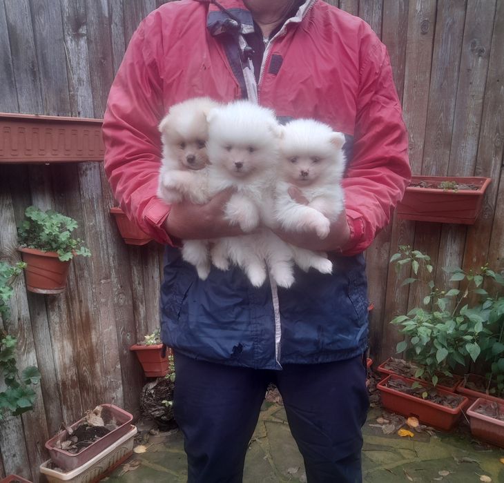 Померанче мъжко и женско и женско