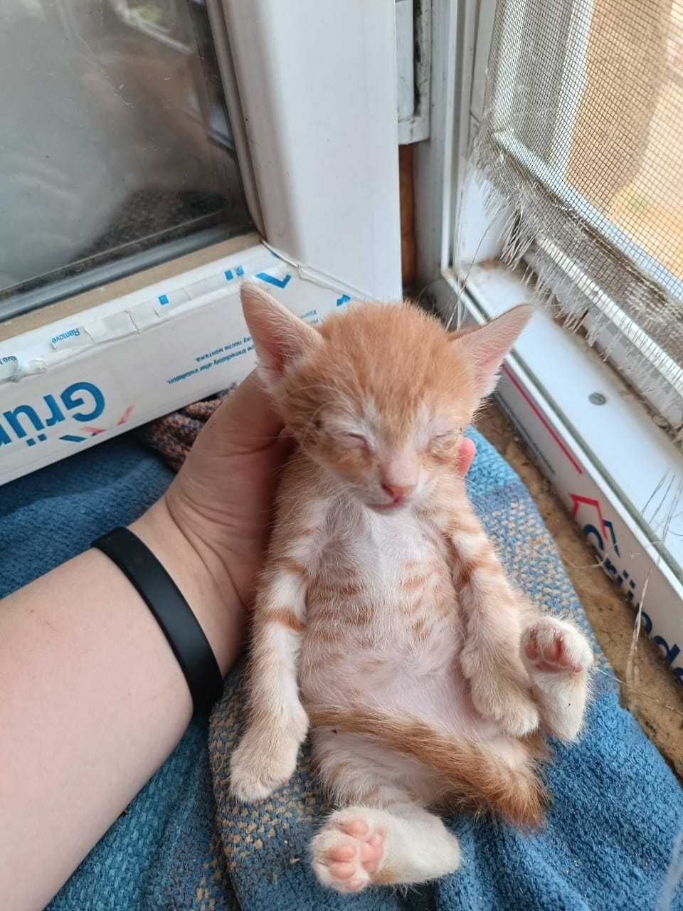 Котенок мальчик отдам