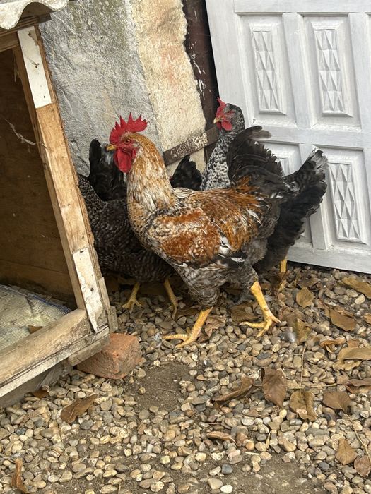 Vand doi cocosi mari