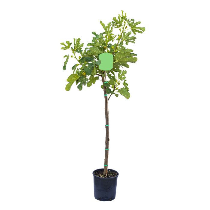 Pomi Fructiferi Exotici La Ghiveci (Smochin )