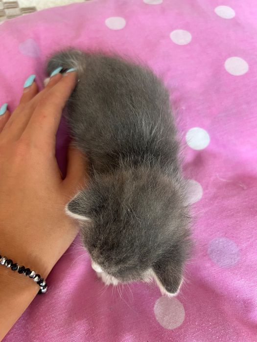 Подарявам 5 котенца