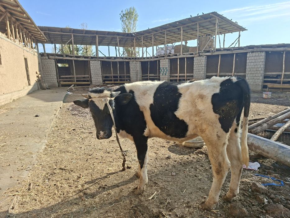 2 бузо сотилади коттаси 11 ойли кичкинаси 5 ойли