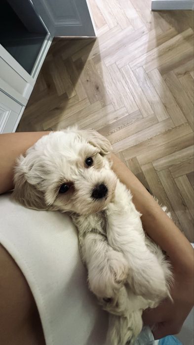 Мальтипу девочка