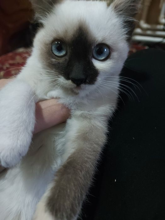 Сиямская кошка )