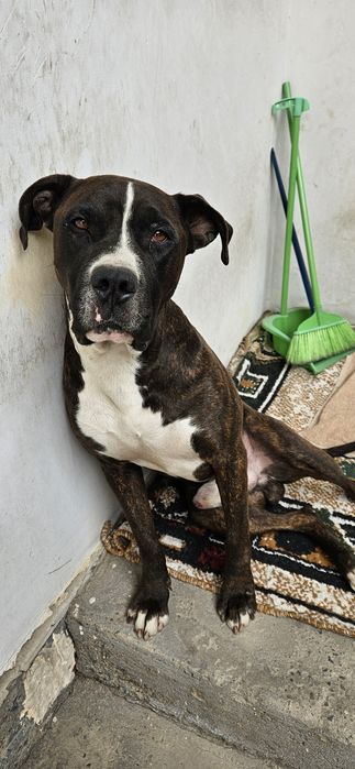 Молодой питбуль.