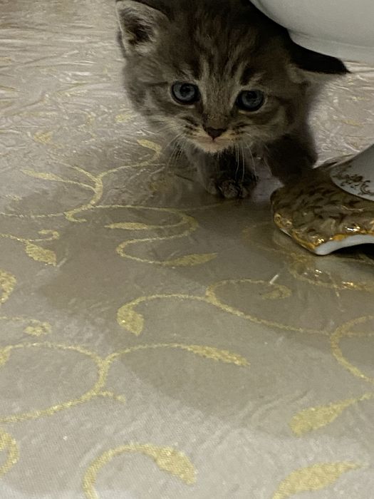 Котенок шиншила 1 месяц