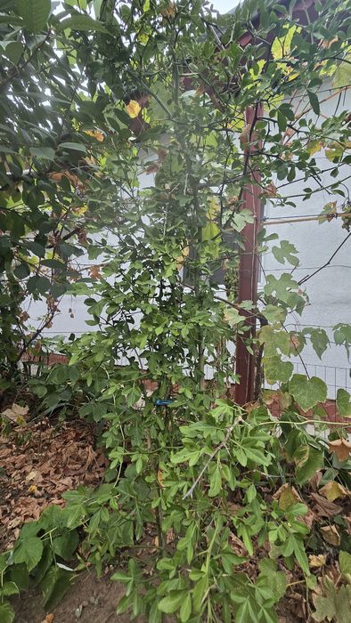 Lămâi rezistent la îngheț