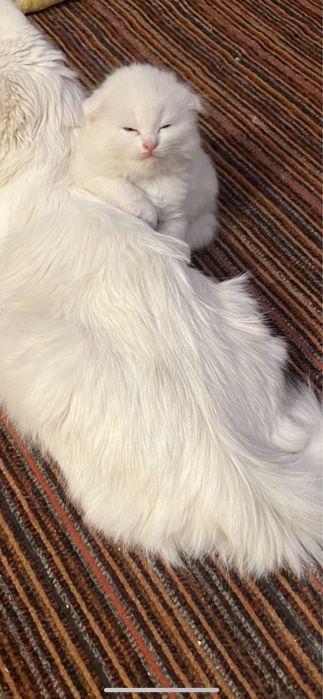 Котенок вислоухий