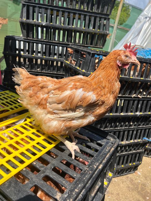 Продавам млади носачки порода ломан