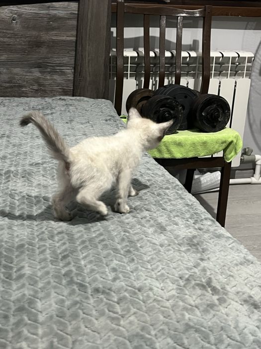 Котенок девочка.