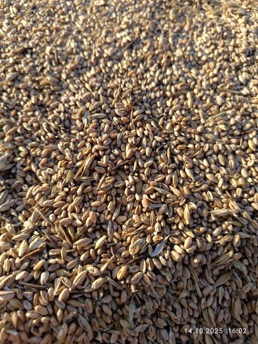 Продам пшеницу 7 тонн,на корм