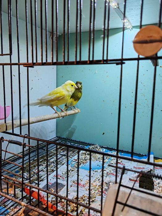 Продавам канарчета