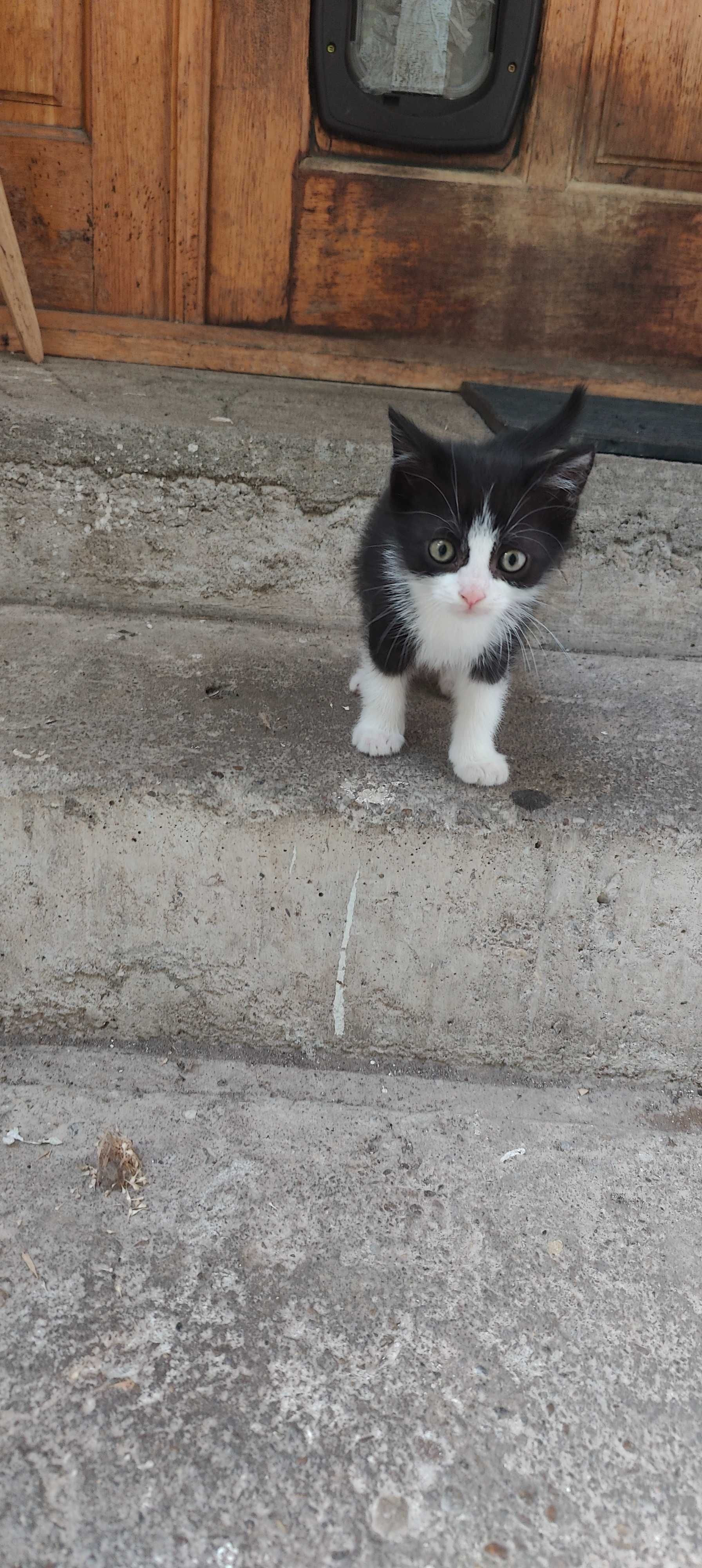 ofer gratuit trei pui de pisicuta