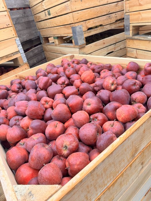 Vand mere calitatea 1