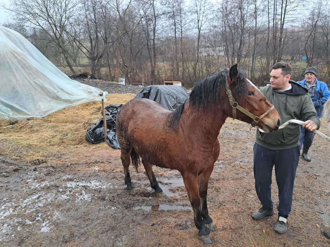 Iapă  și mânză de vânzare