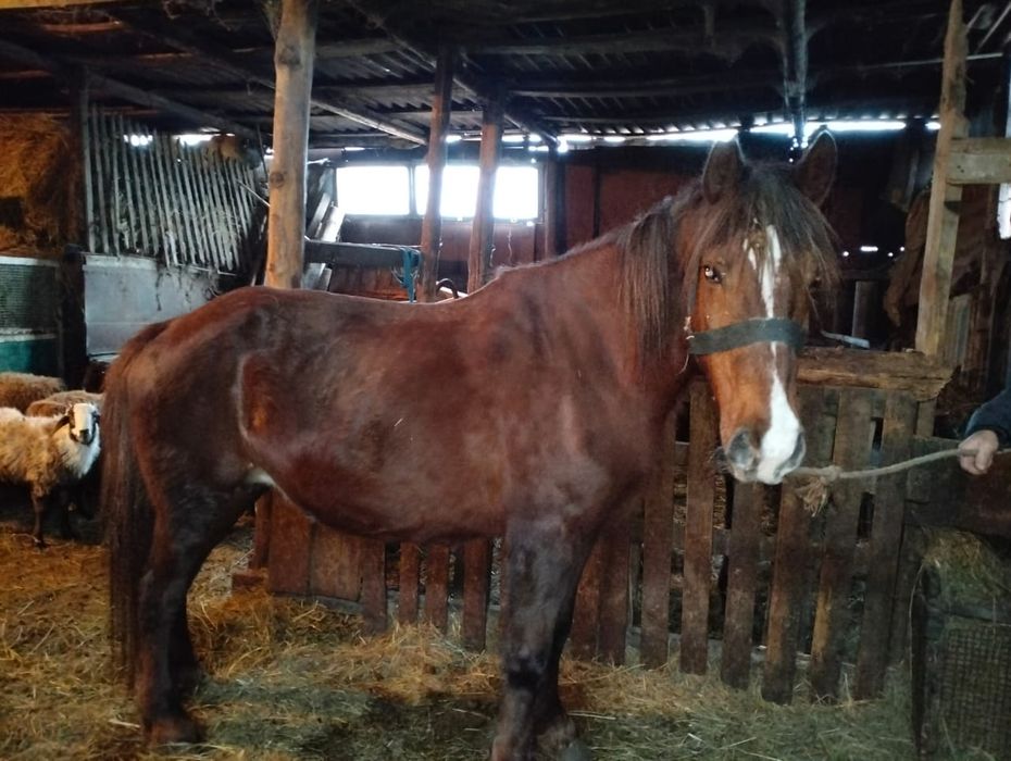 Продается кобыла