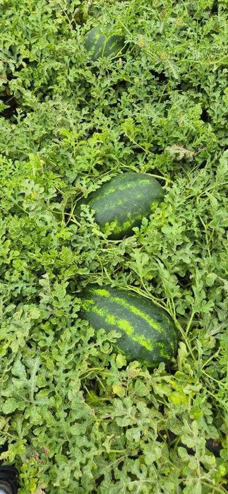 PEPENI engros Mirsini, Arashan