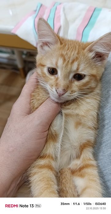 Даром котенок домашний рыжий