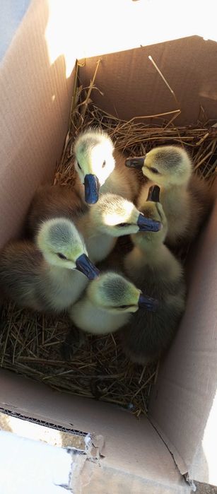 Boboci  gîsca leșeasca Pitești