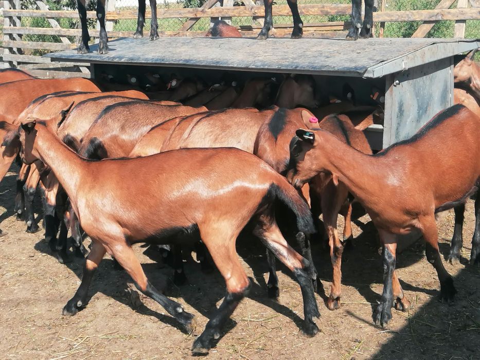 Disponibil (de vanzare) 10 femele nascute in 2025.01-02.