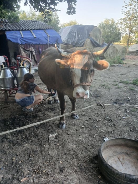 Vând vaca bruna cu lapte
