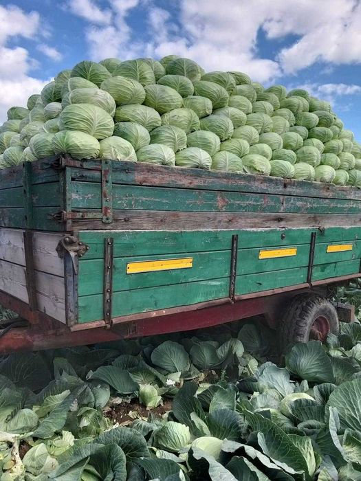 Varza pentru murat (cataleya)