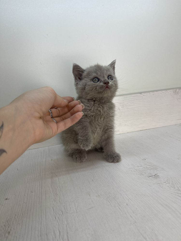 Котята Скотиш фолл и скотиш страйт