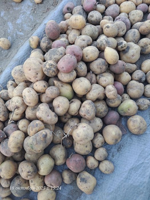 Продам картошку мелкую