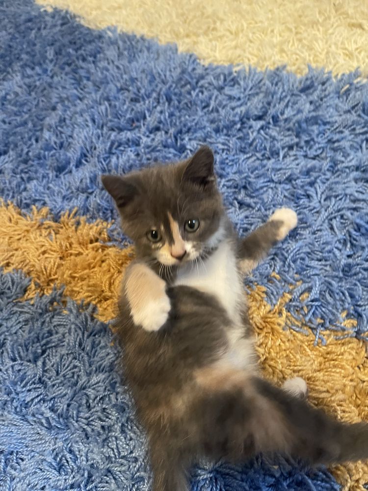 Котенок девочка,красивый цвет ,очень игривая!