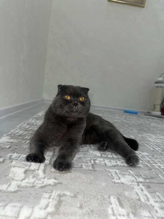 Ищем кошку для вязки